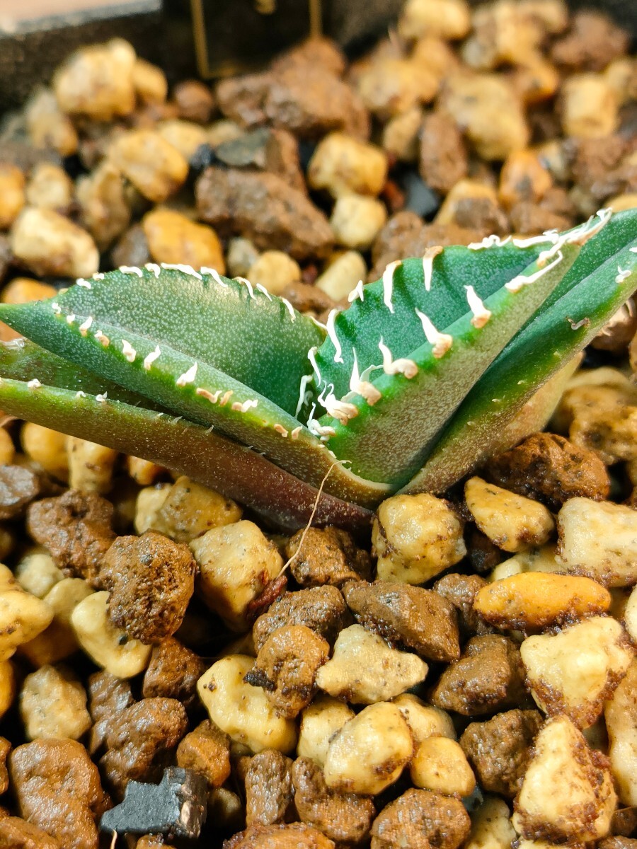 【hiiro】鉢ごと アガベ 南アフリカダイヤモンド 子株 agave titanota SAD TC（検 チタノタ オテロイ 発根済_画像2