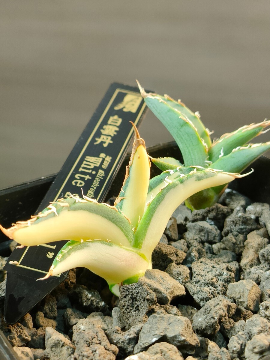 [hiiro] set rare agave white ... stock agave ghiesbreghtii white zee egel( inspection chitanotapa-pso Ram .. Tempaku middle .btsubtsu