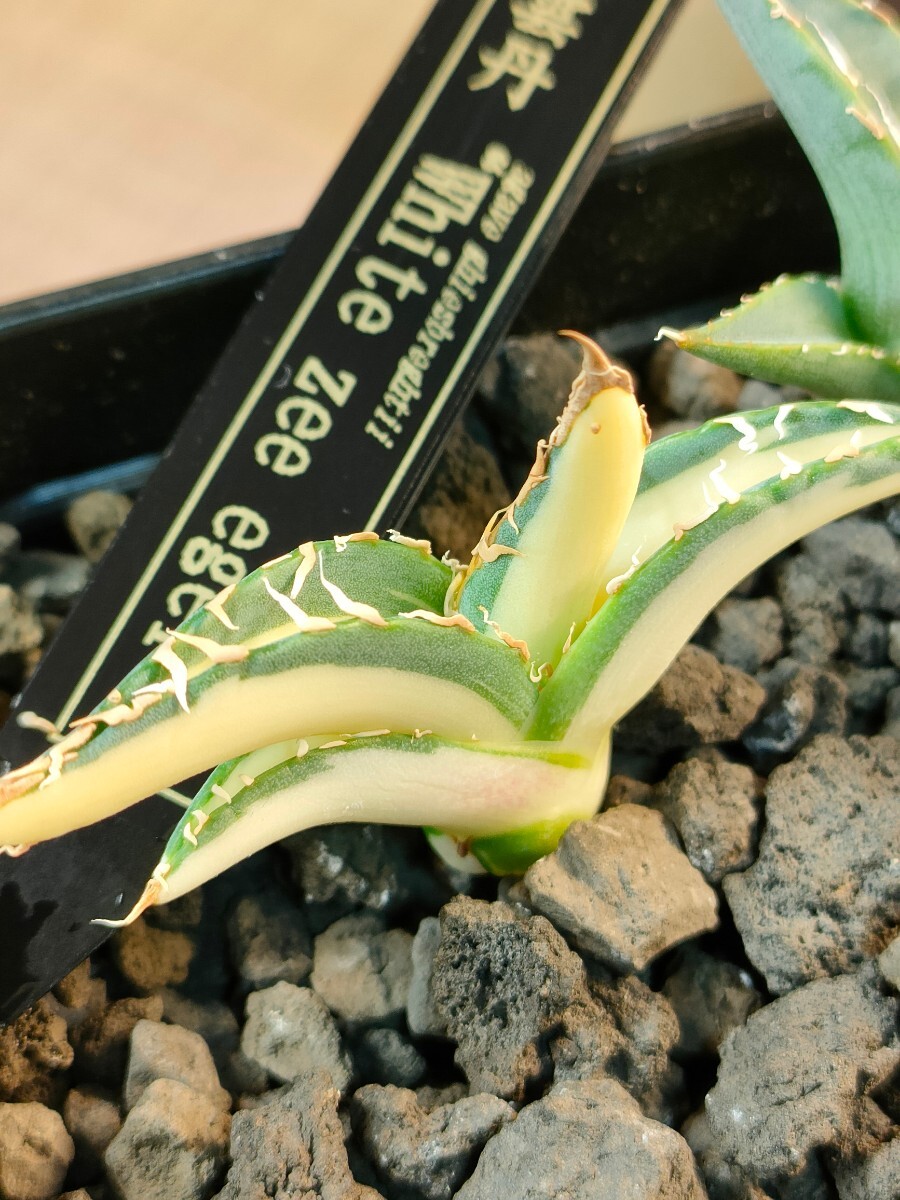 [hiiro] set rare agave white ... stock agave ghiesbreghtii white zee egel( inspection chitanotapa-pso Ram .. Tempaku middle .btsubtsu