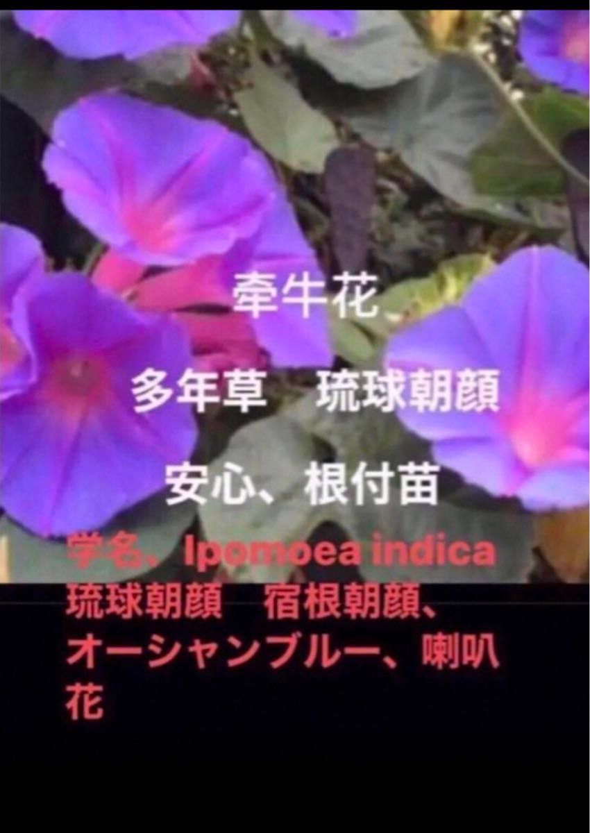 一日中咲く、岐阜産、多年草　琉球朝顔　　オーシャンブルー　　　冬越しだ、たくましい苗　安心、芽、根つきのカット苗、5本＋1予備