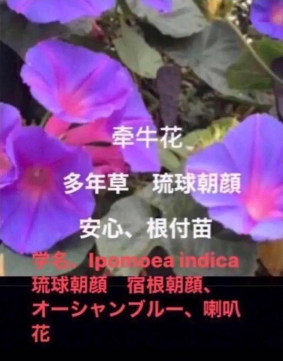 一日中咲く、岐阜産、多年草　琉球朝顔　　オーシャンブルー　　　冬越しだ、たくましい苗　安心、芽、根つきのカット苗、5本＋1予備