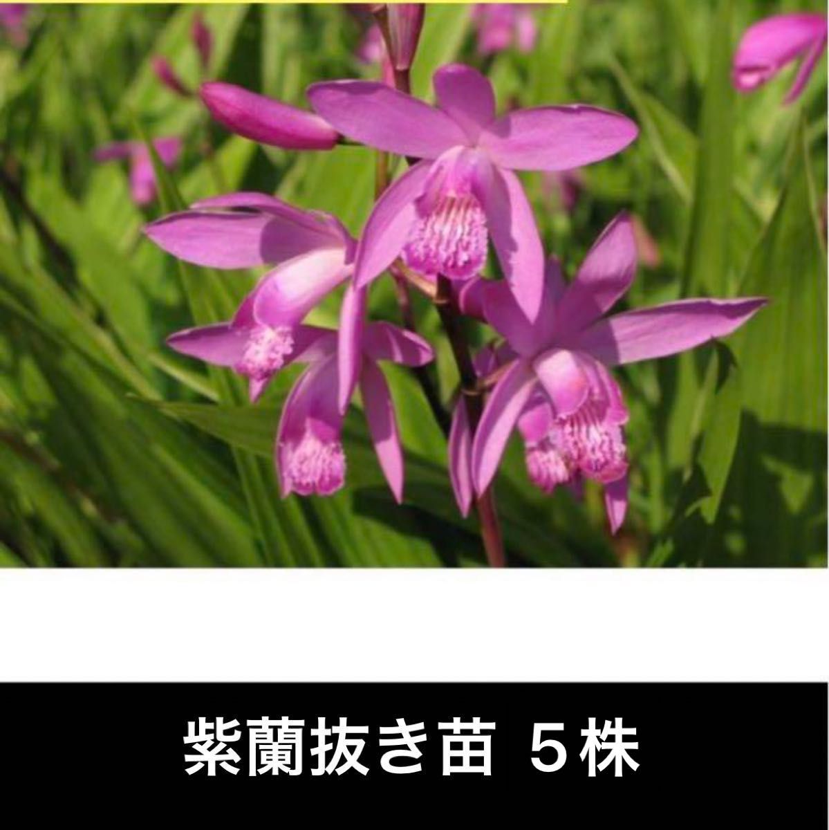 山野草　紫蘭　シラン5株 抜き苗
