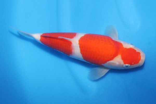 * colored carp departure .. ground from all country . oriented * spring. establish did festival!! No.09 [. white ] 27. popular shop. name common carp . on this occasion certainly!