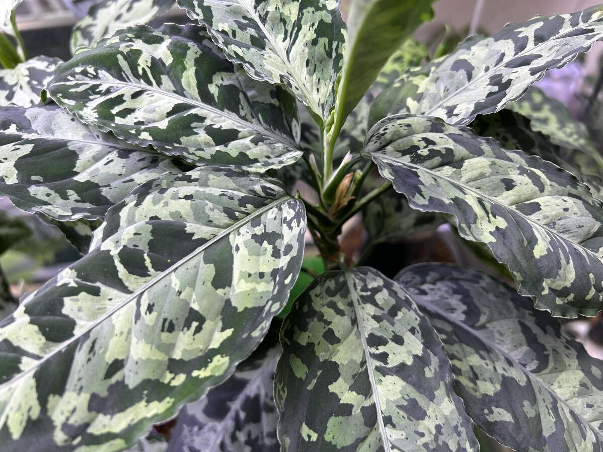 無限草 Aglaonema pictum from south sumatera model-Licht ダーク系 mugengusa 2株の画像1