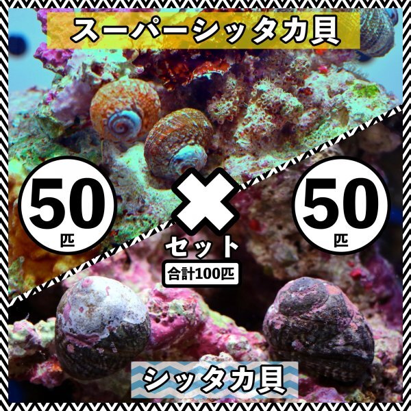 【各50匹 合計100匹】シッタカ貝×スーパーシッタカ貝　コケ取り貝セット　海水魚　生体_画像1