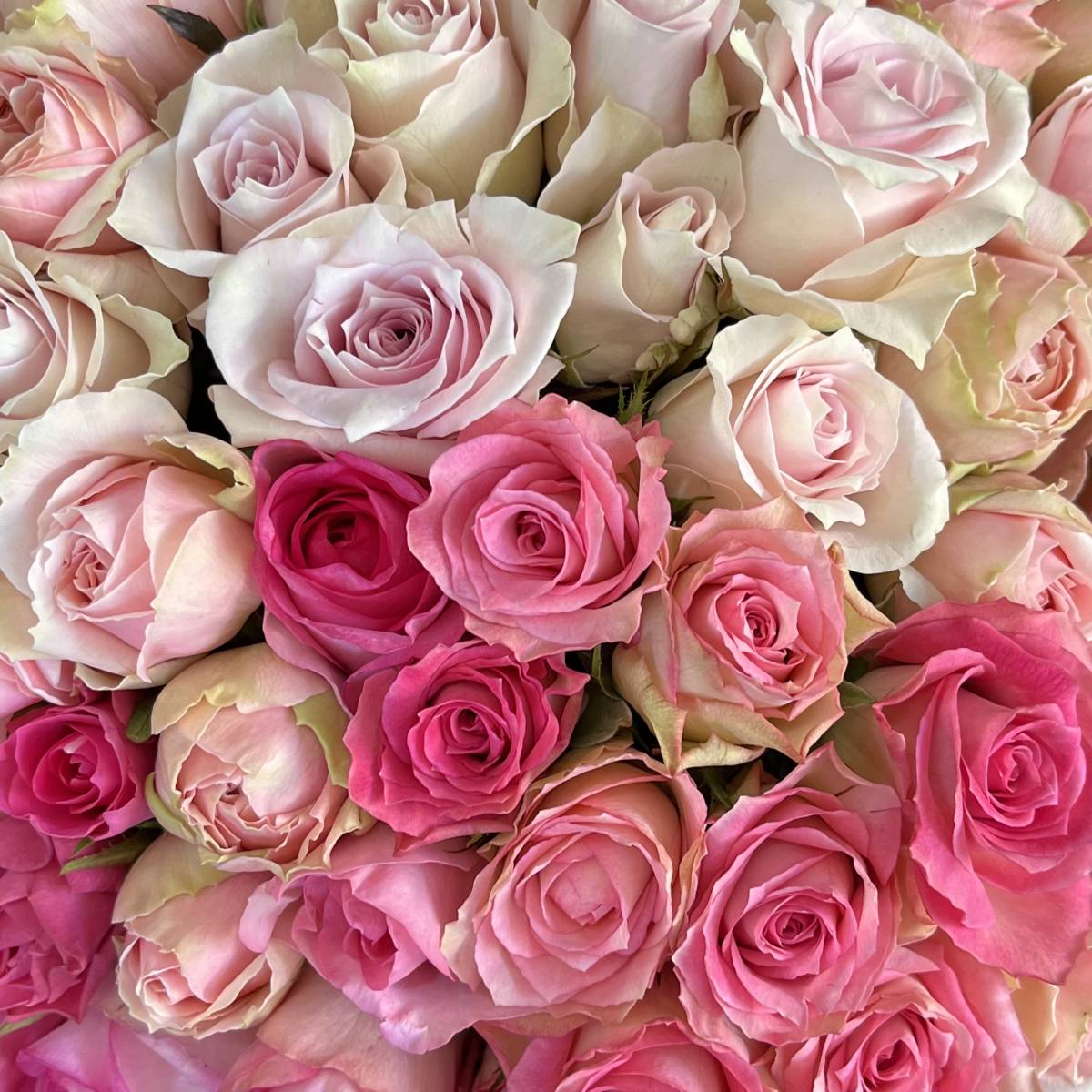 　 раздельно  （... цветы    *  ... цветы  ）  розовый  микс   30㎝　SM размер  　30 шт.  　 место производства  прямая доставка  ！... степень отличный  ！...　 цветы  ...