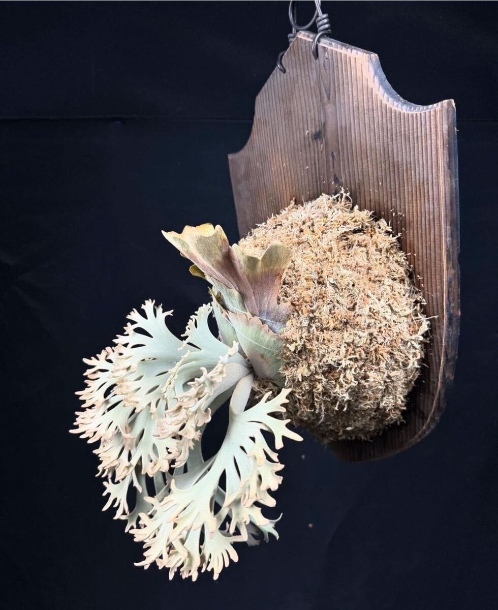 Platycerium willinckii *GoldenBoy* spore staghorn fern wi Lynn key Golden Boy spo a. stock gold .[PlantsLinks]②