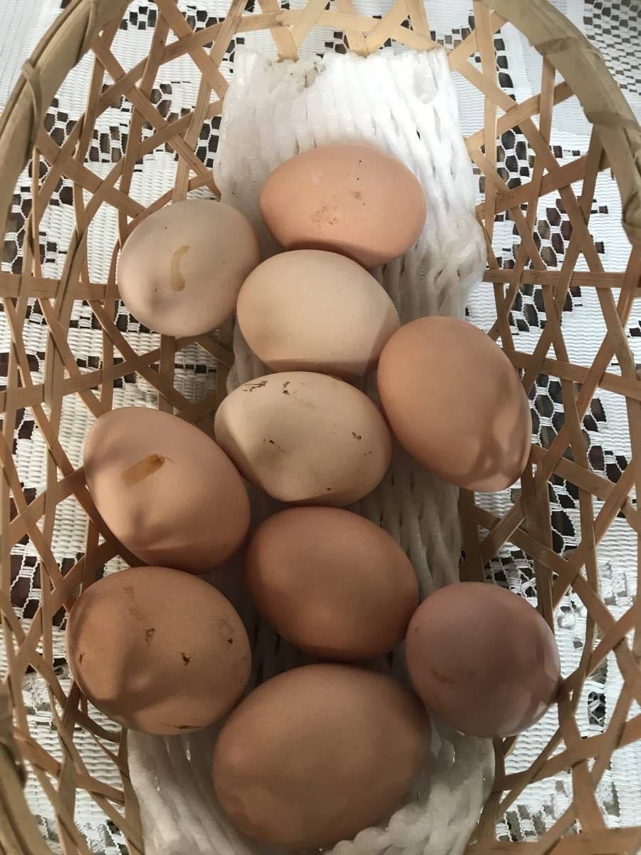 ニワトリの卵　　食用　 有精卵 １０個 　ニワトリ 　 鶏 家畜 平飼い （食用_画像1