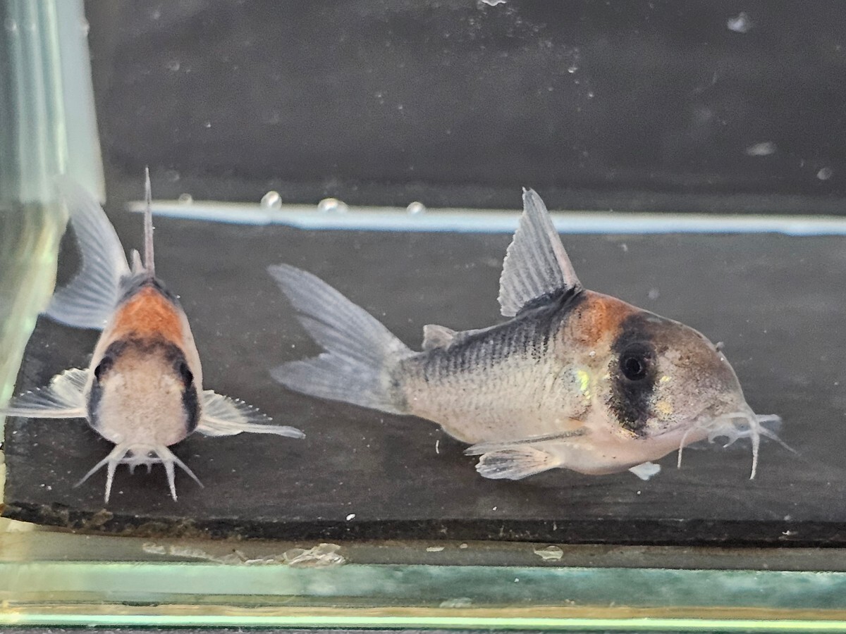 金魚家【アドルフォイ】【3.0cm～4.0cm】【3匹】【鹿児島県陸送発送】【死着保証無】【商品説明要確認】の画像5