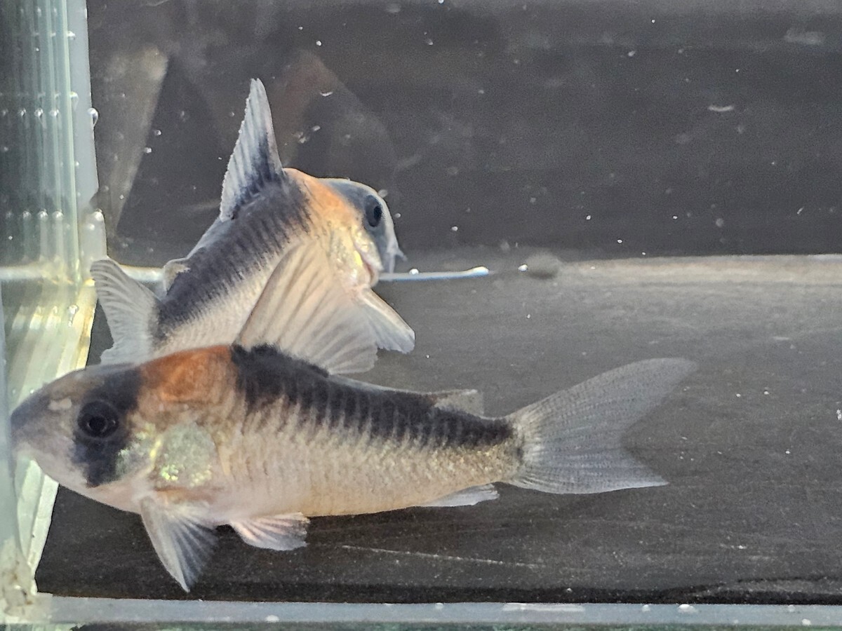 金魚家【アドルフォイ】【3.7cm～4.3cm】【3匹】【鹿児島県陸送発送】【死着保証無】【商品説明要確認】の画像8