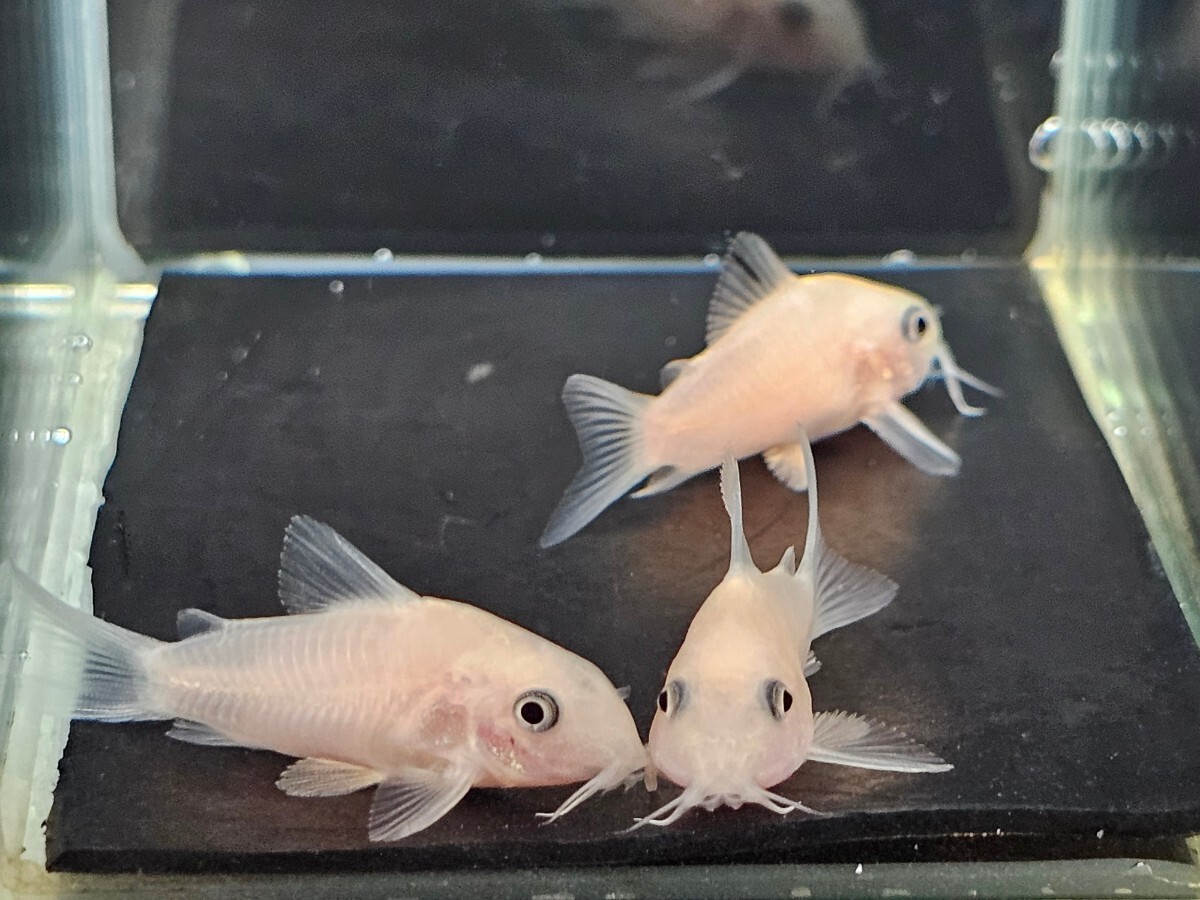 金魚家【ゴールデンパンダ】【3.5cm～4.0cm】【3匹】【鹿児島県陸送発送】【商品説明要確認】_画像5