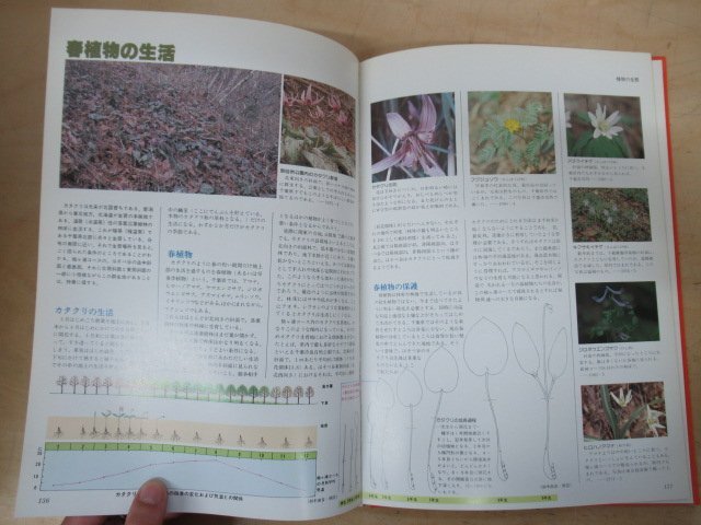 ◇K7520 書籍「【非売品】四季の植物 袖ヶ浦カントリークラブ」昭和55年 千葉県_画像8