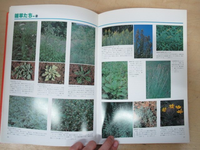 *K7520 publication [[ not for sale ] four season. plant Sodegaura Country Club ] Showa era 55 year Chiba prefecture 