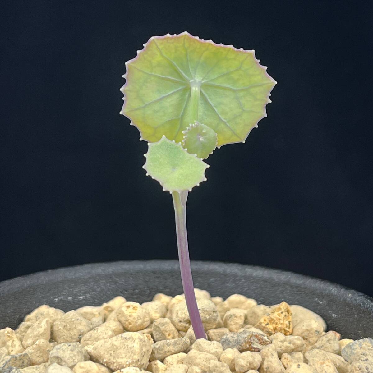 《PW》セネキオ(セネシオ)“オキシリフォリウス,Senecio oxyriifolius(small round leaf)”多肉植物の画像2
