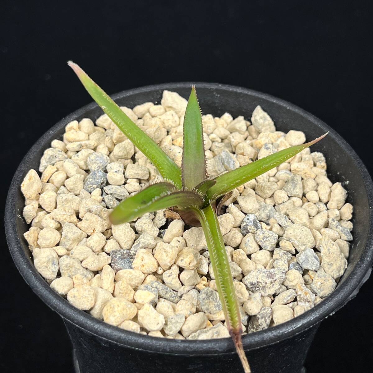 {PW} aloe * licca rudosiae,A.richardsiae var.setosa~ bulb aloe succulent plant 