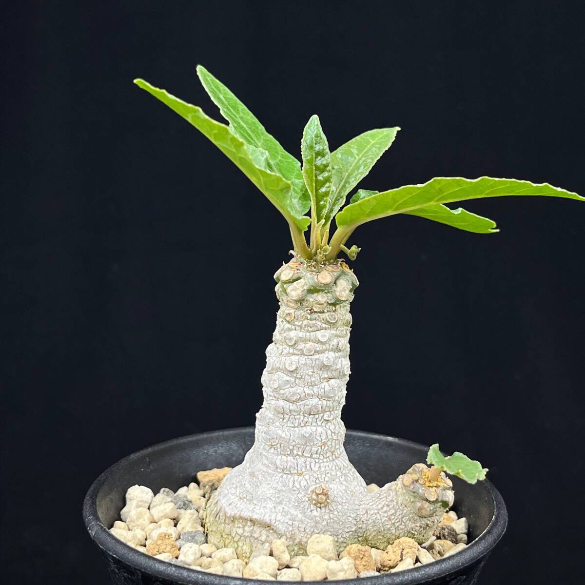 《PW》ドルステニア“フォエチダ,Dorstenia foetida”塊根 コーデックス 多肉植物_画像1