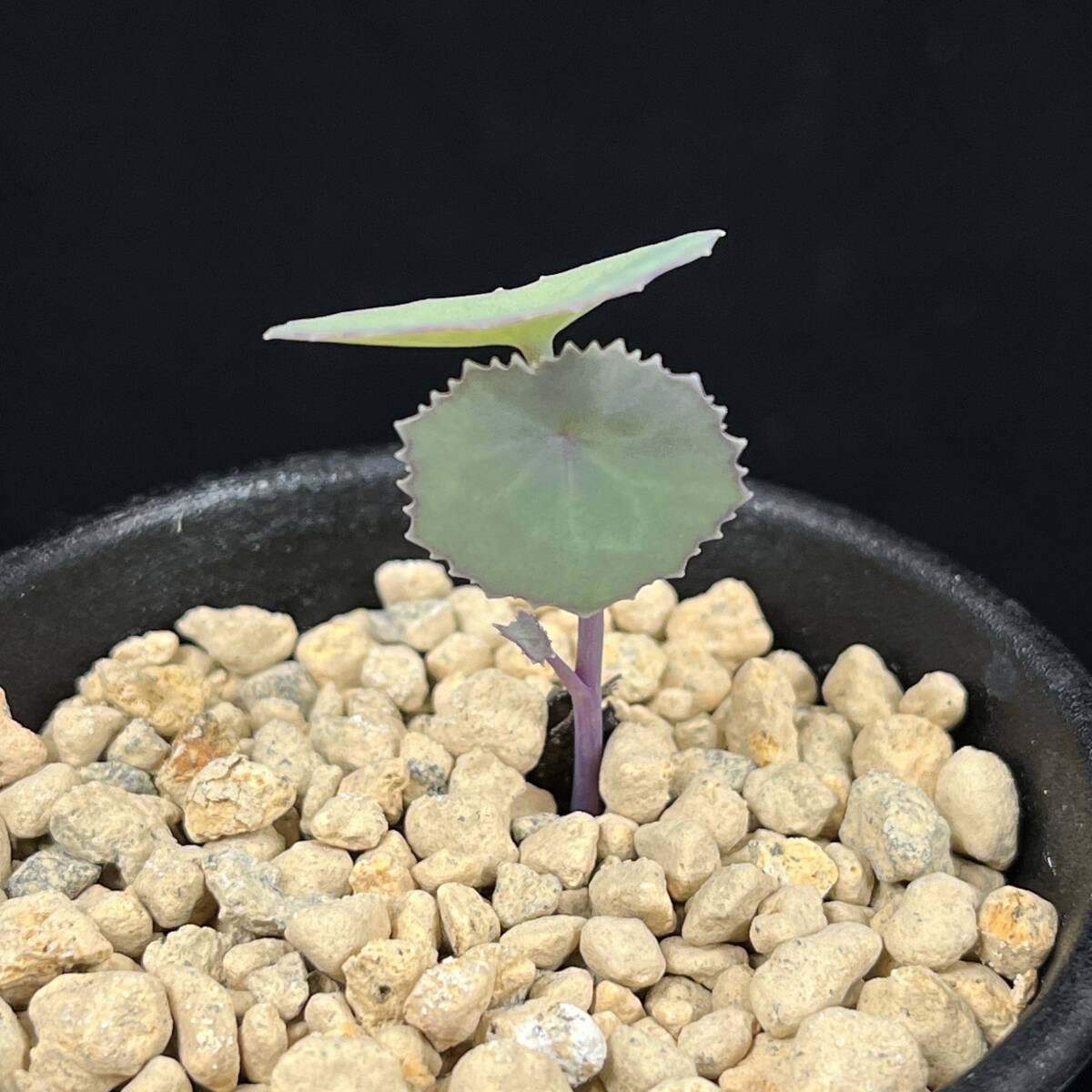 《PW》セネキオ(セネシオ)“オキシリフォリウス,Senecio oxyriifolius(small round leaf)”多肉植物_画像2