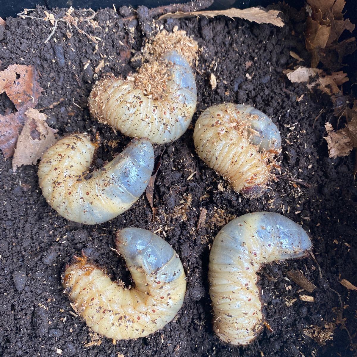 天然　国産カブトムシ幼虫 埼玉県産　10匹プラス1匹_画像1