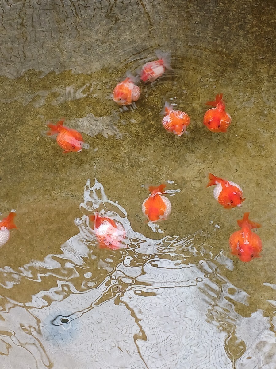 【媛ピンポン】ピンポンパール稚魚(選別済み)20匹セットNo.2の画像1