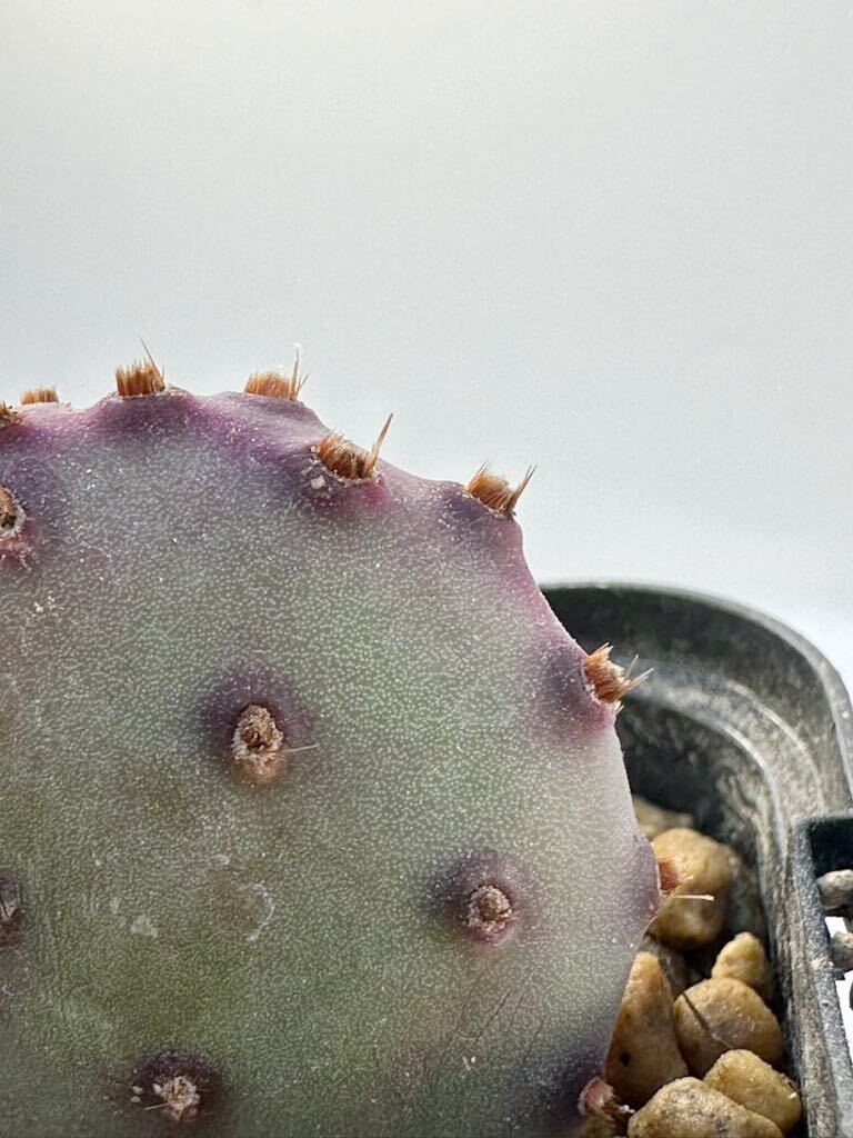 Opuntia santa-rita compact form オプンチア サンタリタ 矮性 コンパクトタイプ 輸入株 発根済 レア 抜き苗送料込の画像4