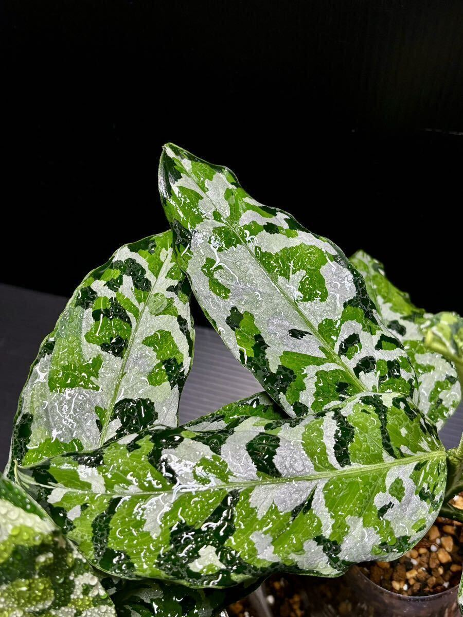 Aglaonema Pictum Tricolor Andaman Port Blair Selectアグラオネマ アンダマン ポートブレア スキンダプサス モンステラ アロカシア_画像2