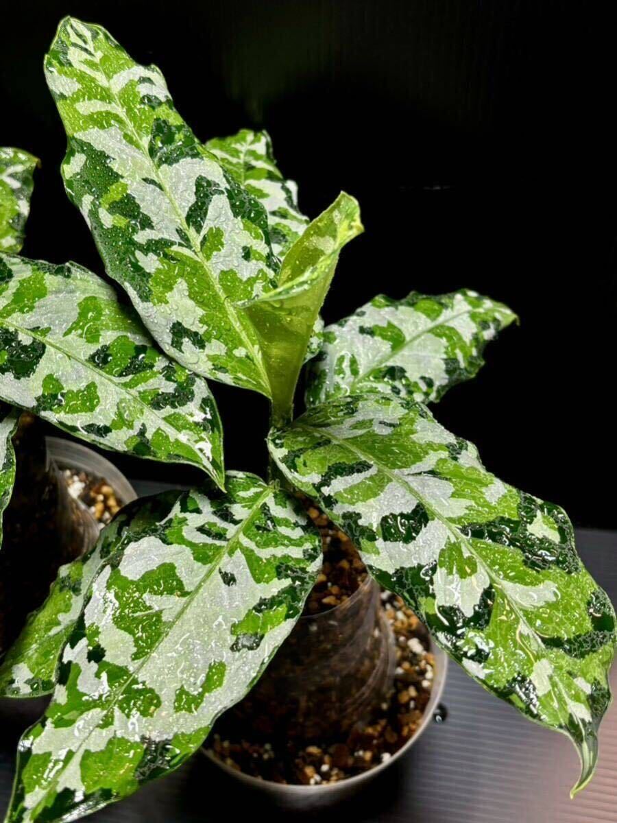 Aglaonema Pictum Tricolor Andaman Port Blair Selectアグラオネマ アンダマン ポートブレア スキンダプサス モンステラ アロカシア_画像1