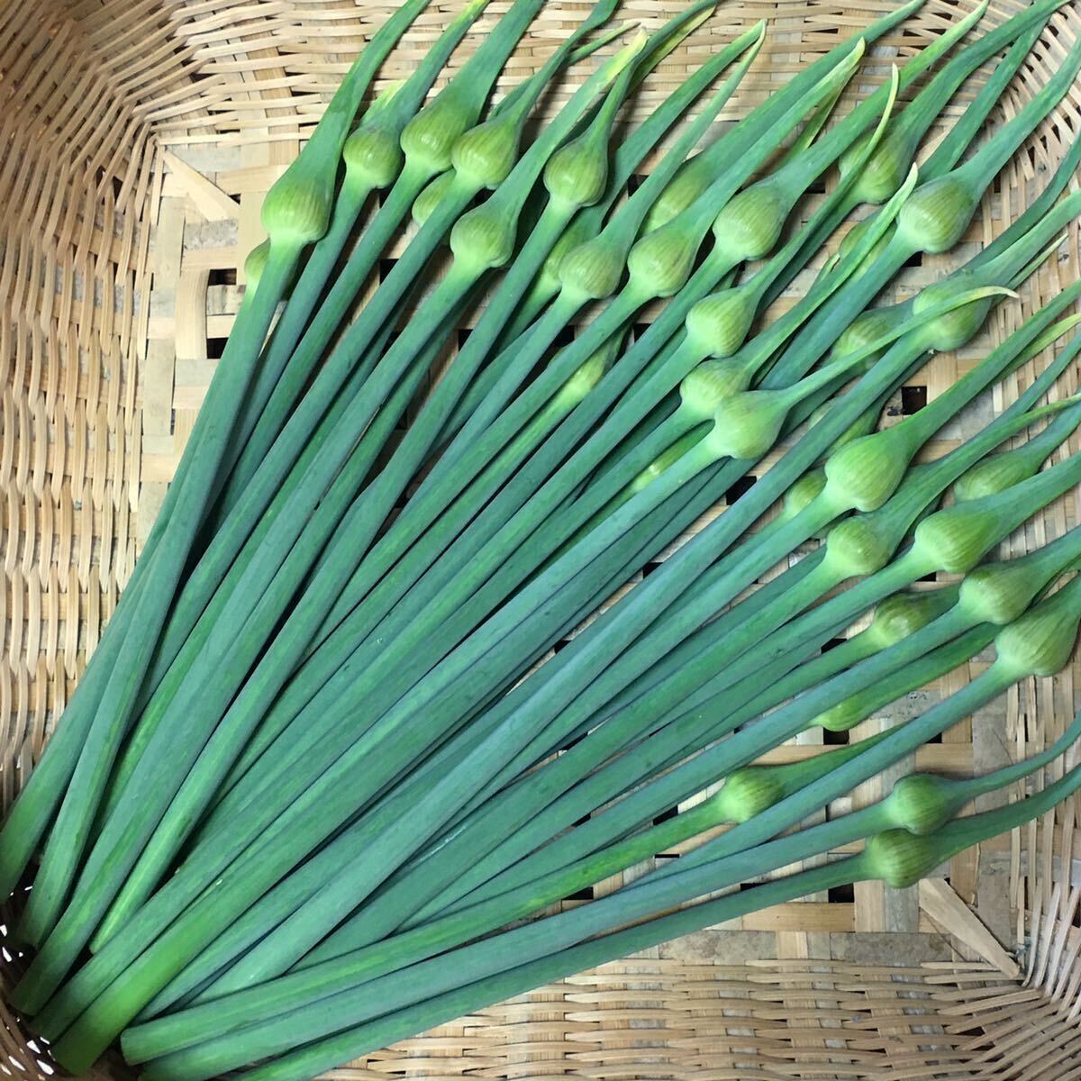 ジャンボにんにくの芽　茎600g以上、花蕾込み650g農薬不使用　ジャンボニンニクの芽