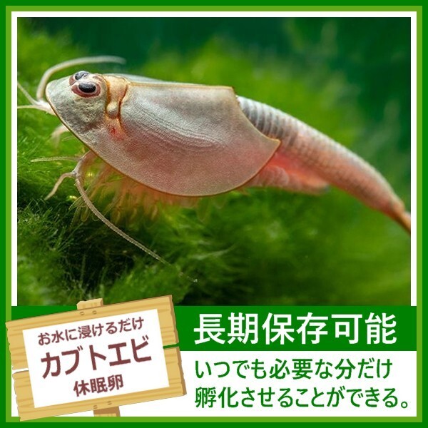 淡水 カブトエビの卵 アクアリウム ビオトープ トリオプス 休眠卵 耐久卵 乾燥卵 生餌 生き餌 生エサ 生きエサ 活餌 活き餌 即決_画像1