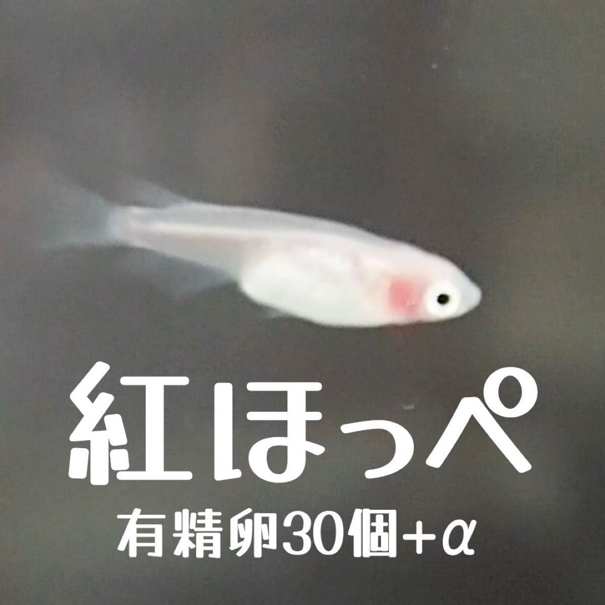 紅ほっぺ メダカ 有精卵 30個+α（死着保証分）