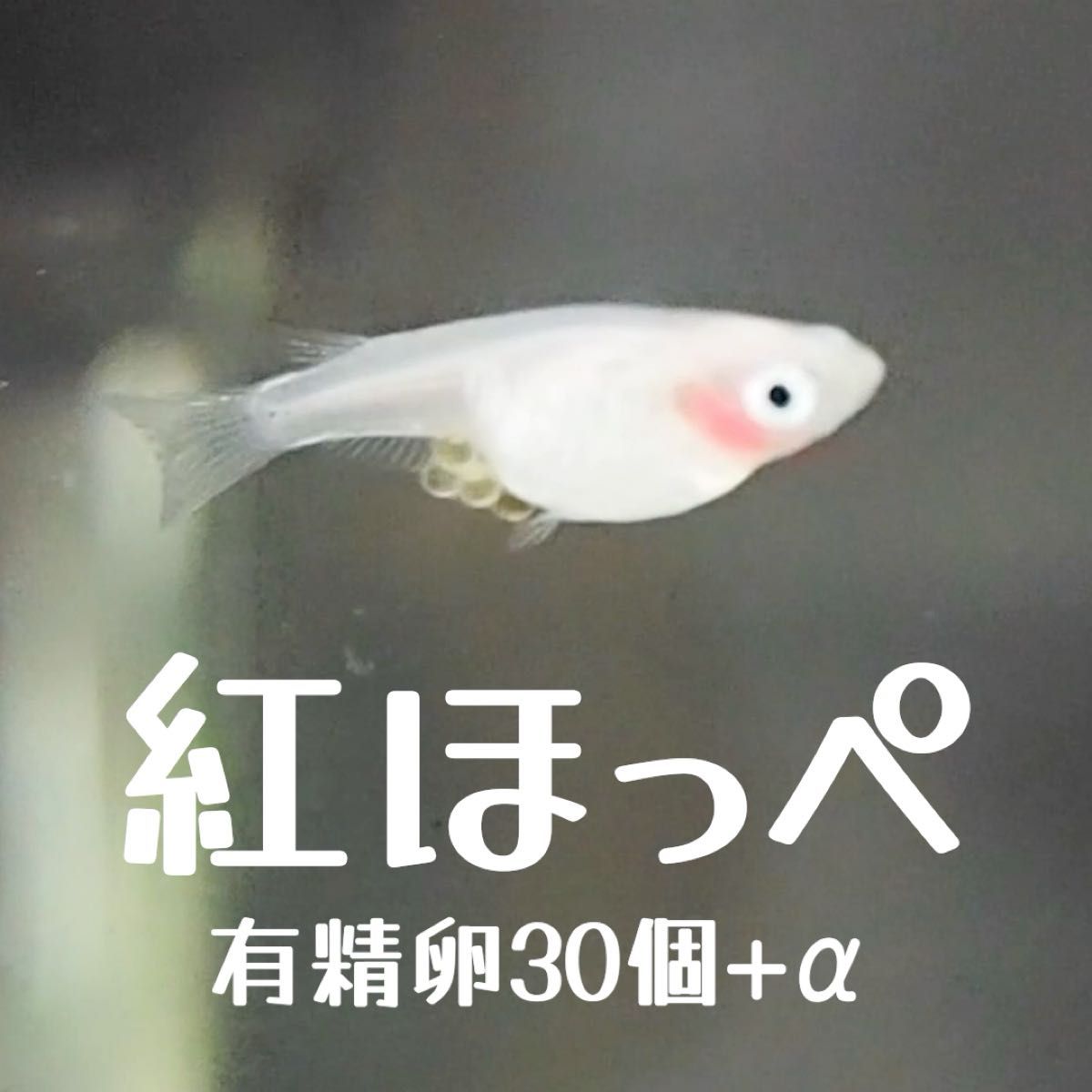 紅ほっぺ メダカ 有精卵 30個+α（死着保証分）