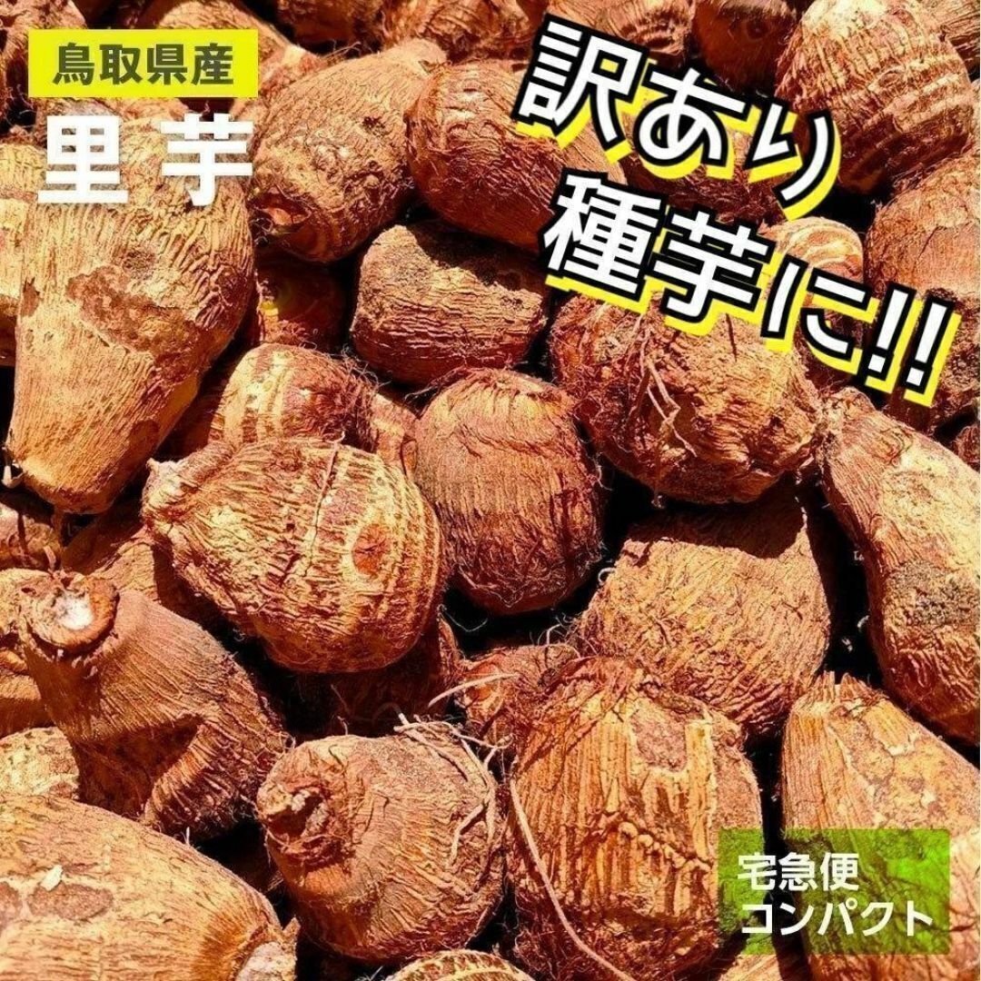 【訳あり】黄金里芋 女早生芋 宅急便コンパクト 1kg さといも サトイモ 山芋の画像1