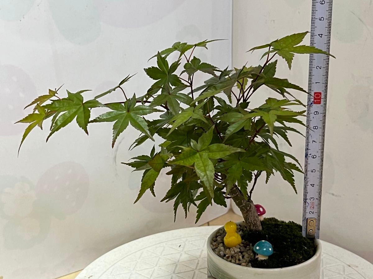 出猩々もみじ( 葉は三色赤茶色緑)小品盆栽実生樹齢 22年日本産 (2024/5/11に 13-20 番は撮ったの写真です。)
