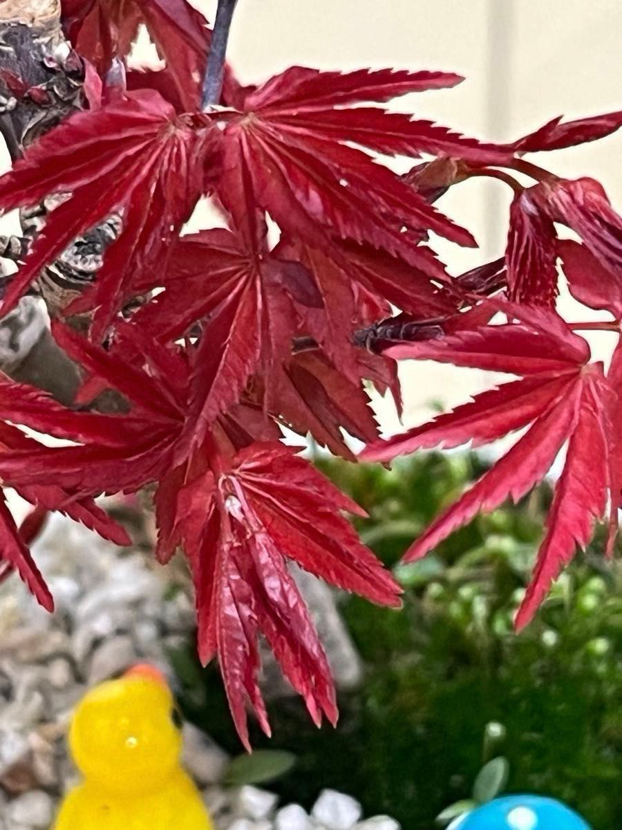 出猩々もみじ( 葉は三色赤茶色緑)小品盆栽実生樹齢 22年日本産 (2024/5/11に 13-20 番は撮ったの写真です。)