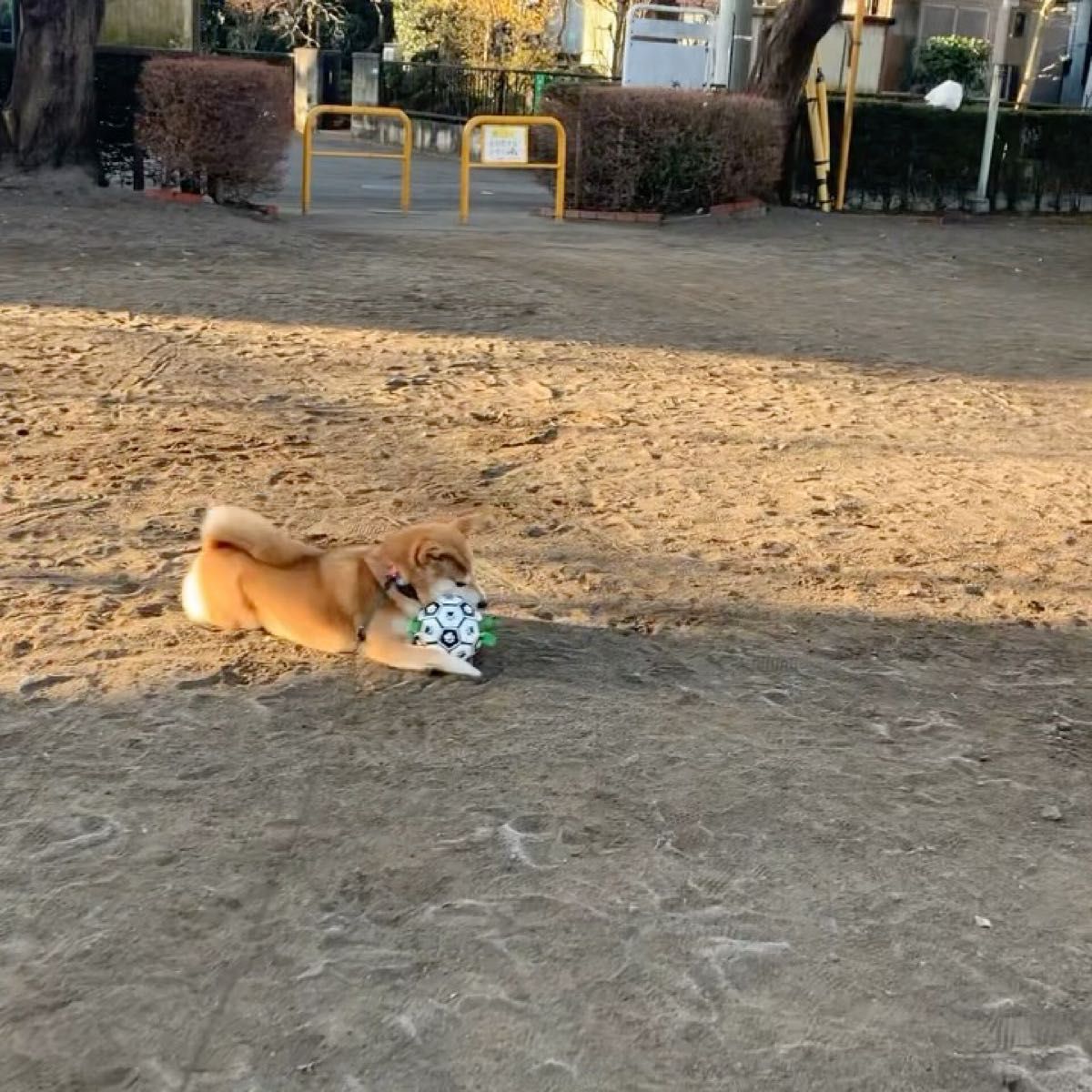 【SALEまとめ買い-激安】犬用おもちゃボールが2つ 丈夫 長持ち ドッグトイ