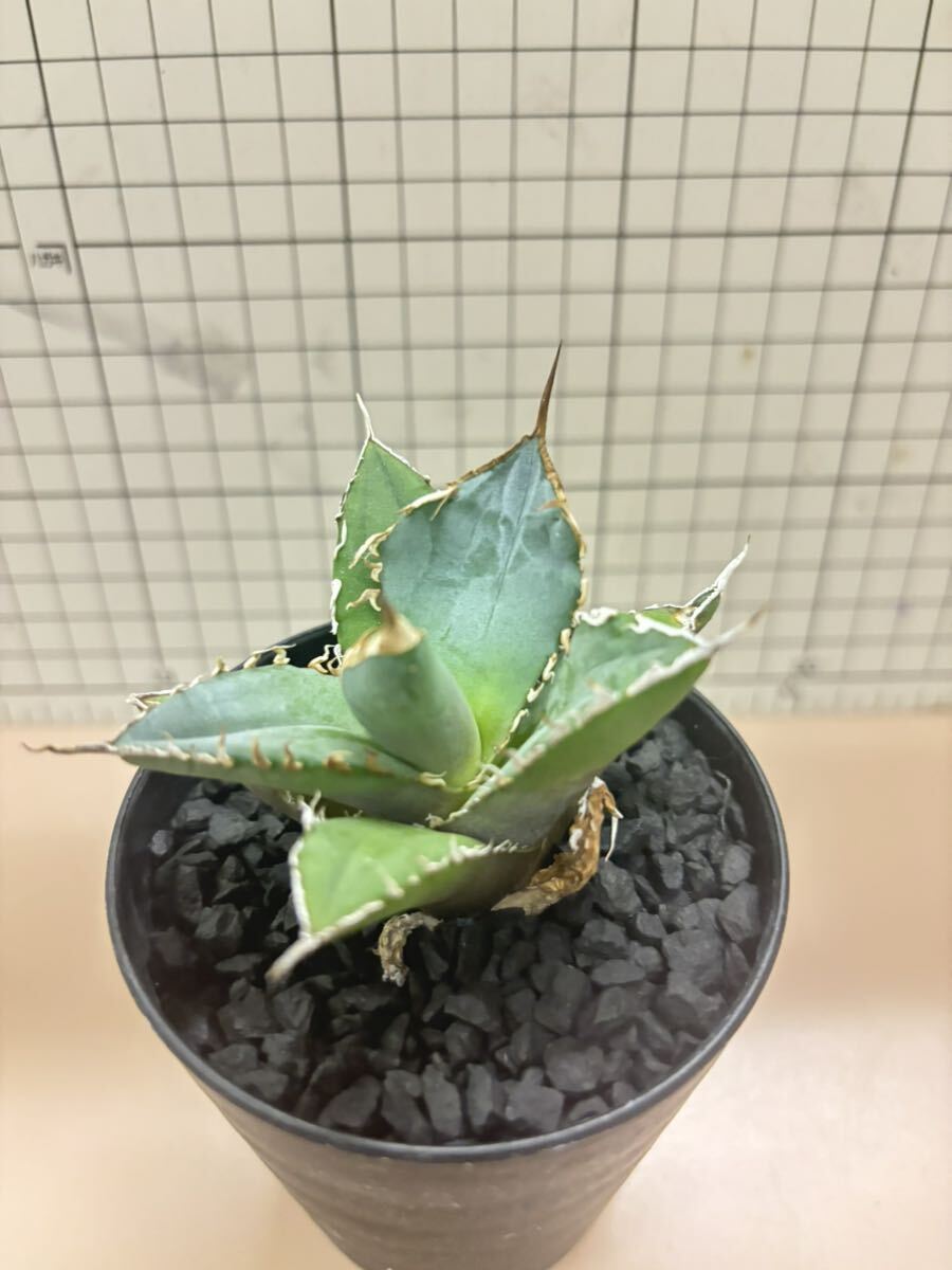 【1円スタート】titanota チタノタ アガベ Agave fo76 極上株 _画像4