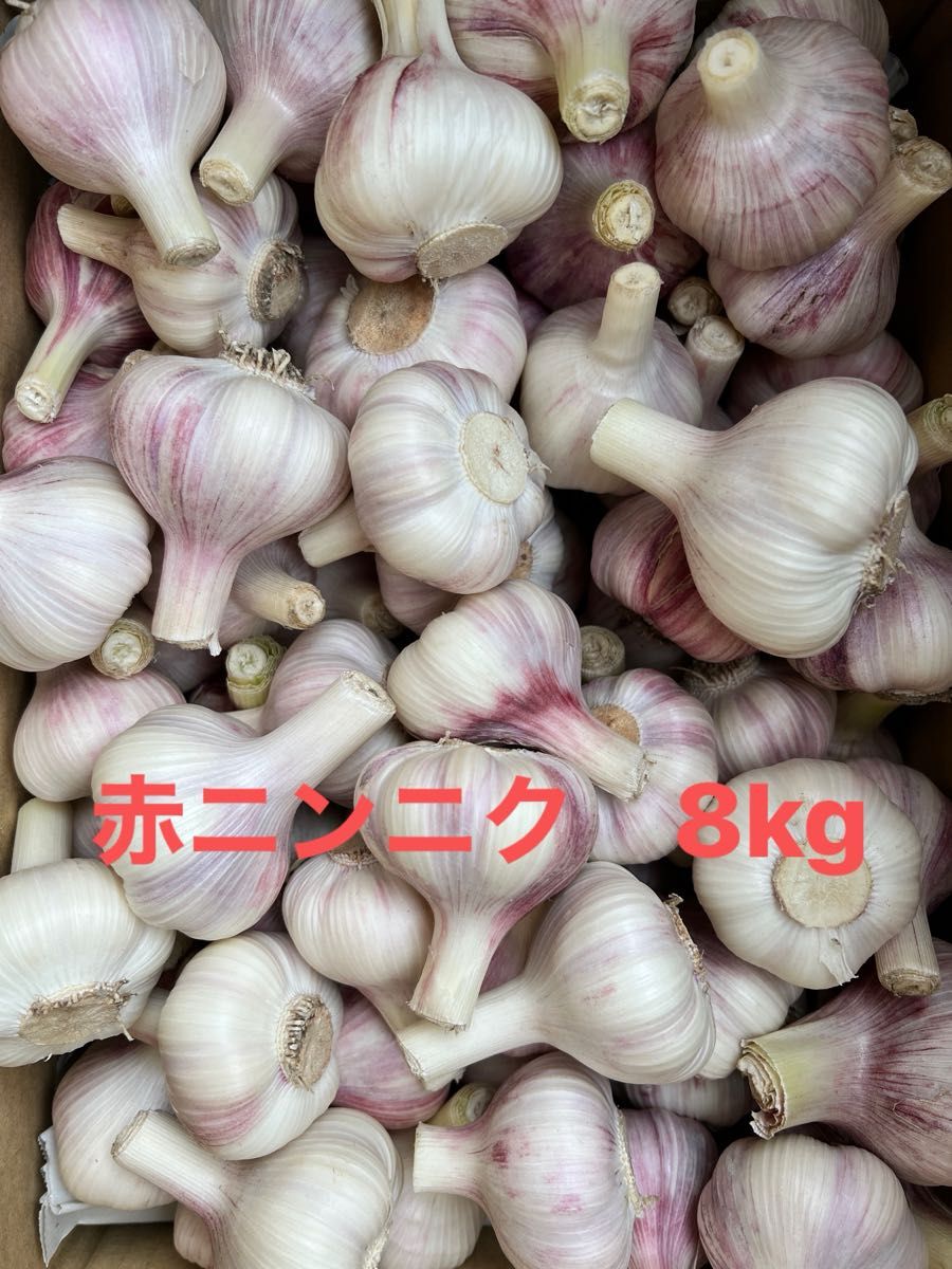 【旬】生の赤ニンニク　8kg 愛知県産