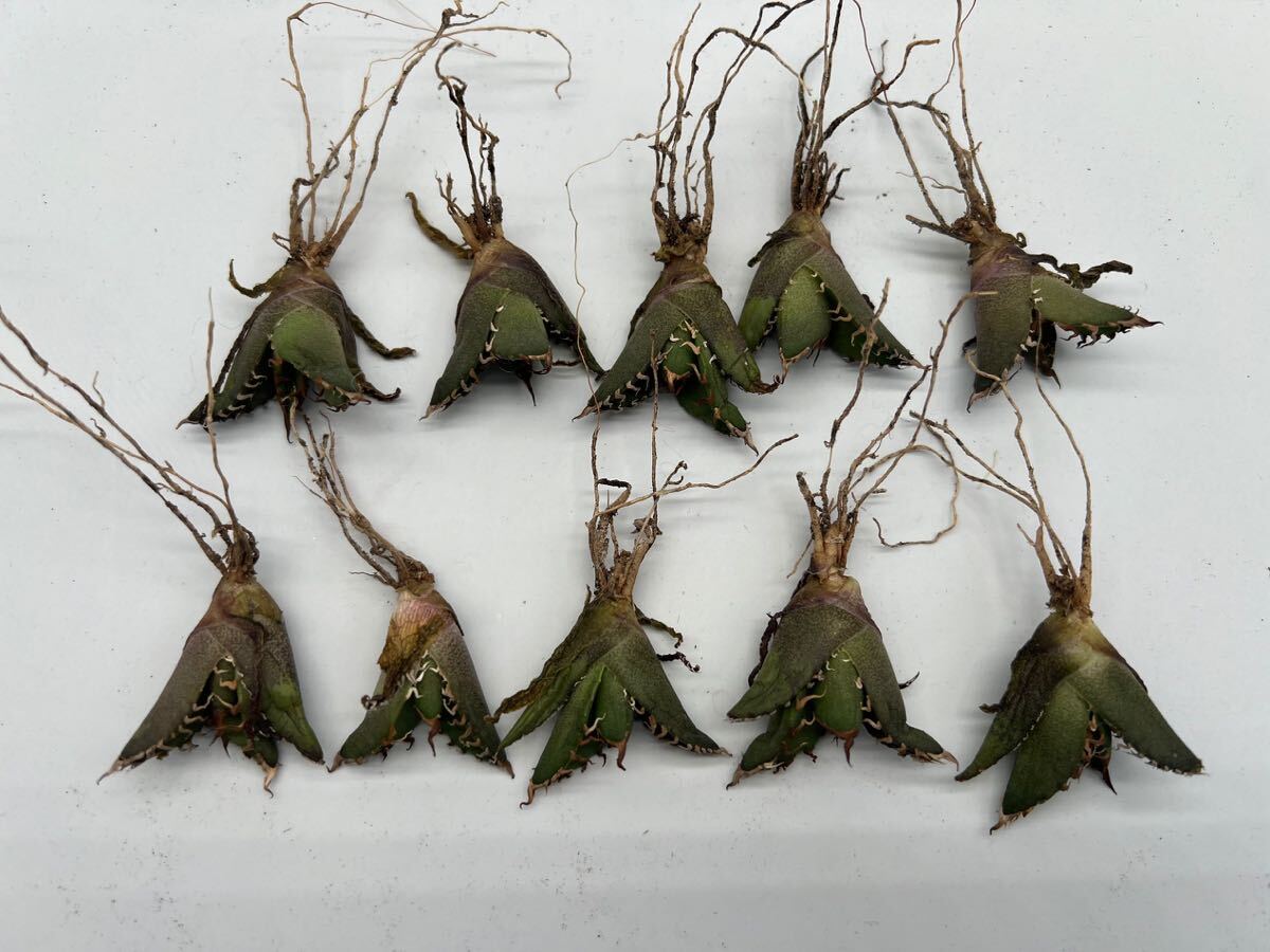 土犬楽園 多肉植物 【特選】 アガベ agave titanota チタノタ『シーザー』 10株セート 1の画像1