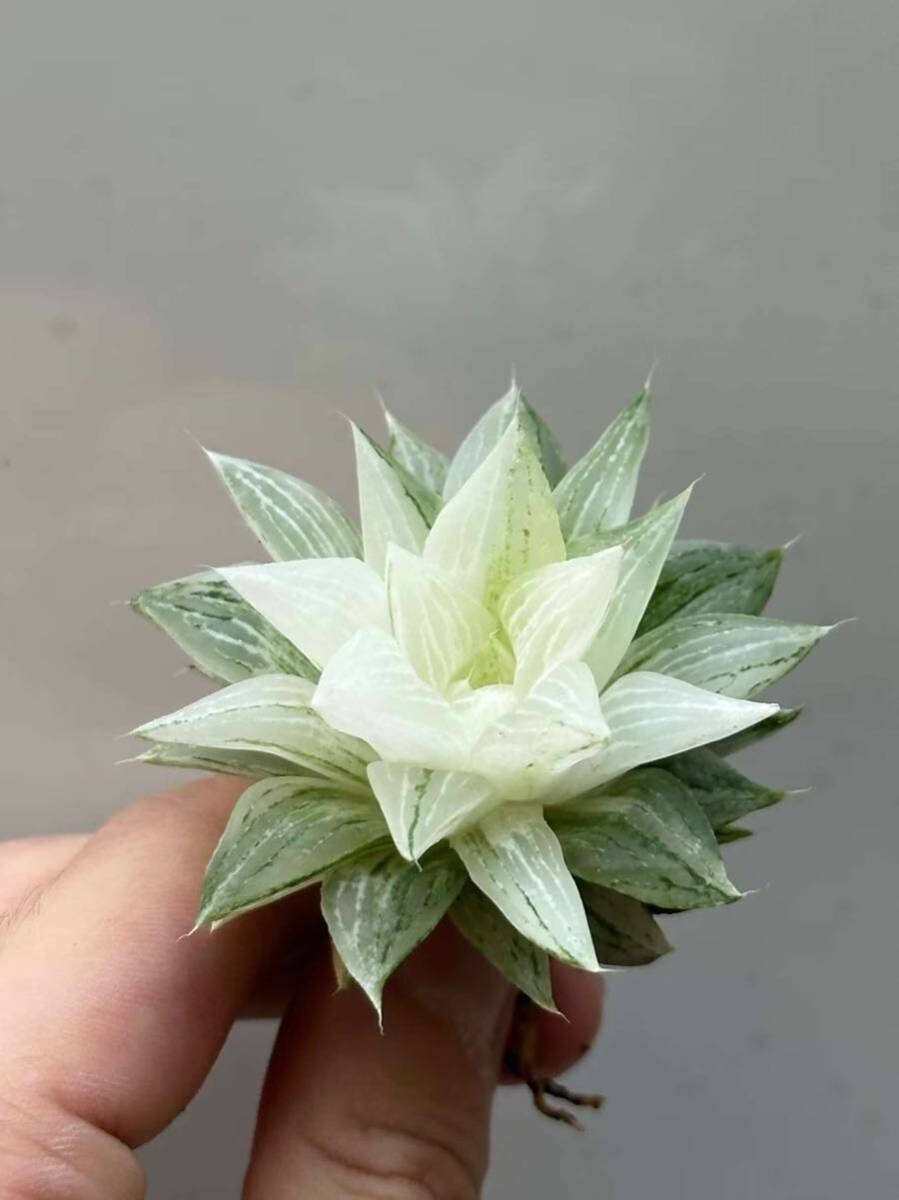  суккулентное растение - oruchi голубой b two sa. сахар-кандис .2