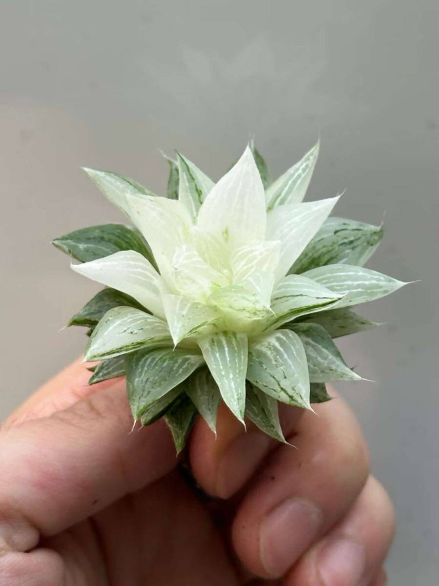  суккулентное растение - oruchi голубой b two sa. сахар-кандис .2
