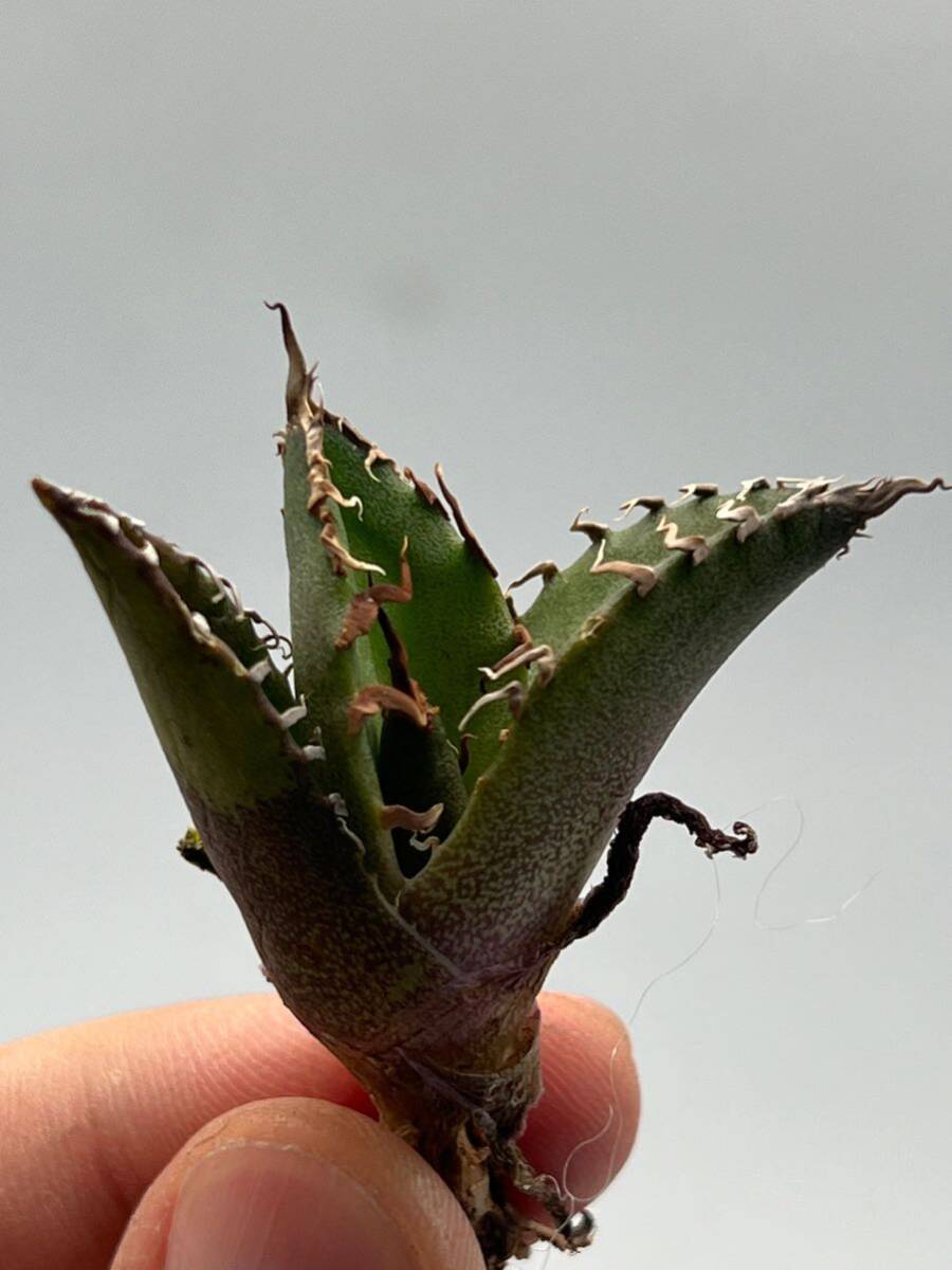 土犬楽園 多肉植物 【特選】 アガベ agave titanota チタノタ『シーザー』 10株セート 1の画像5