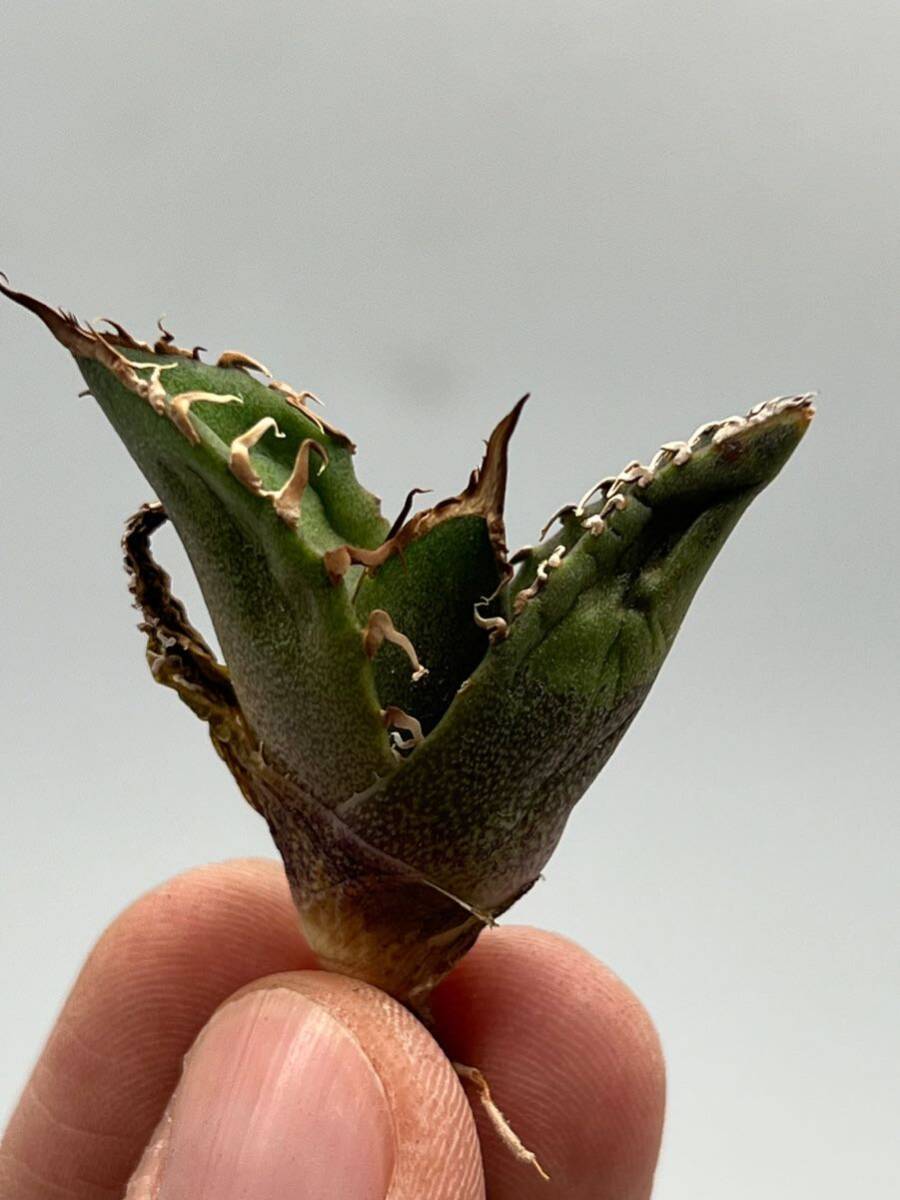 土犬楽園 多肉植物 【特選】 アガベ agave titanota チタノタ『シーザー』 10株セート 3の画像5