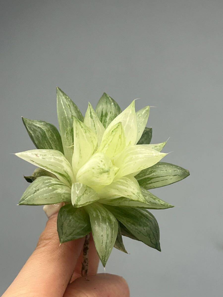 多肉植物 ハオルチア オブツーサ錦 氷砂糖錦6_画像3