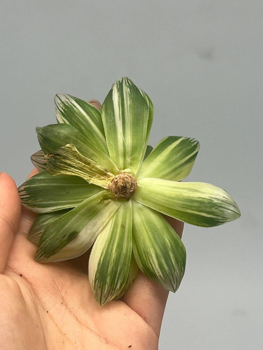 多肉植物 ハオルチア 広瀬雨露錦6_画像6