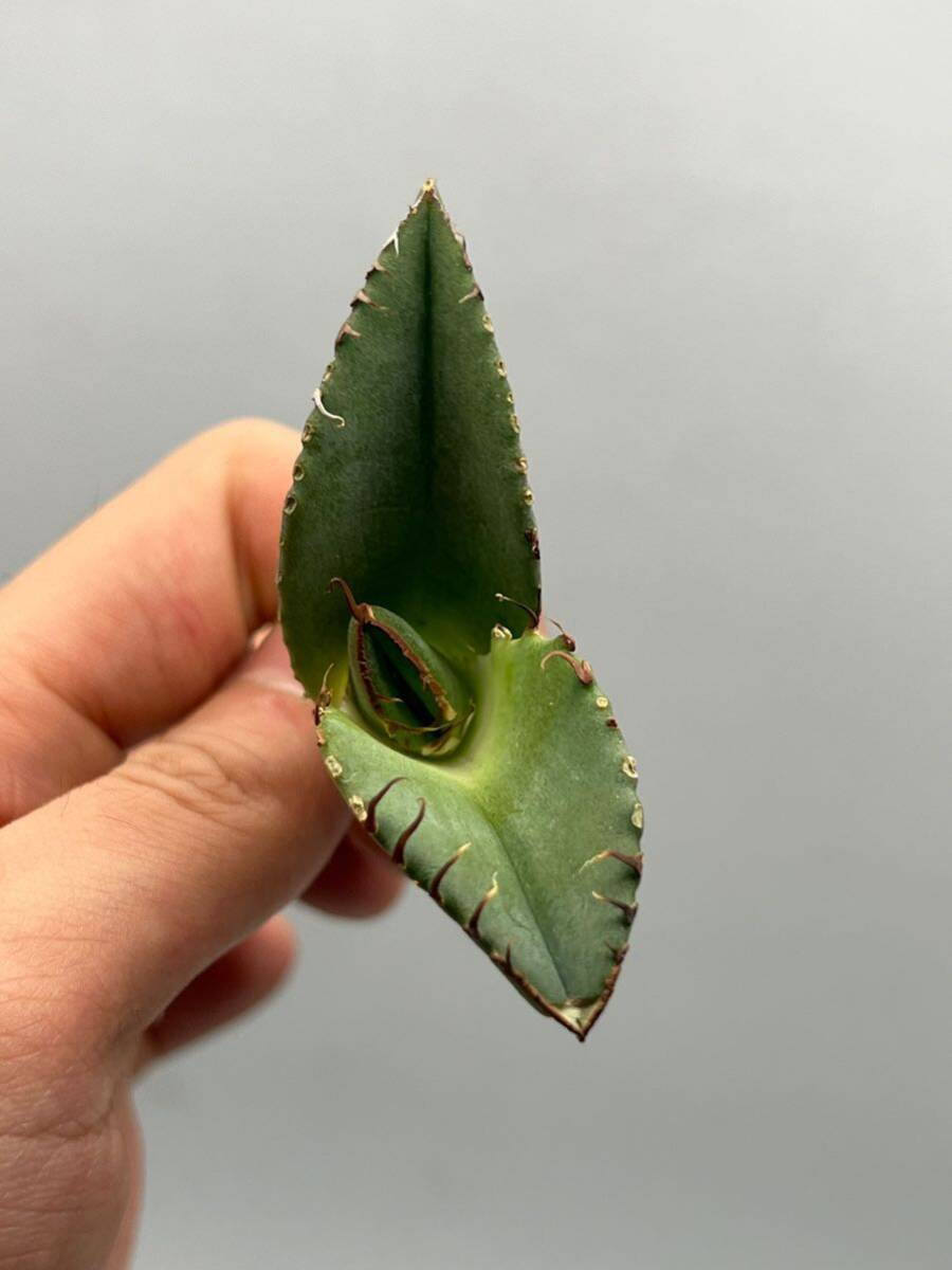 土犬楽園 多肉植物　【特選】　アガベ　agave titanota チタノタ『パンサー』　10株セート1_画像8