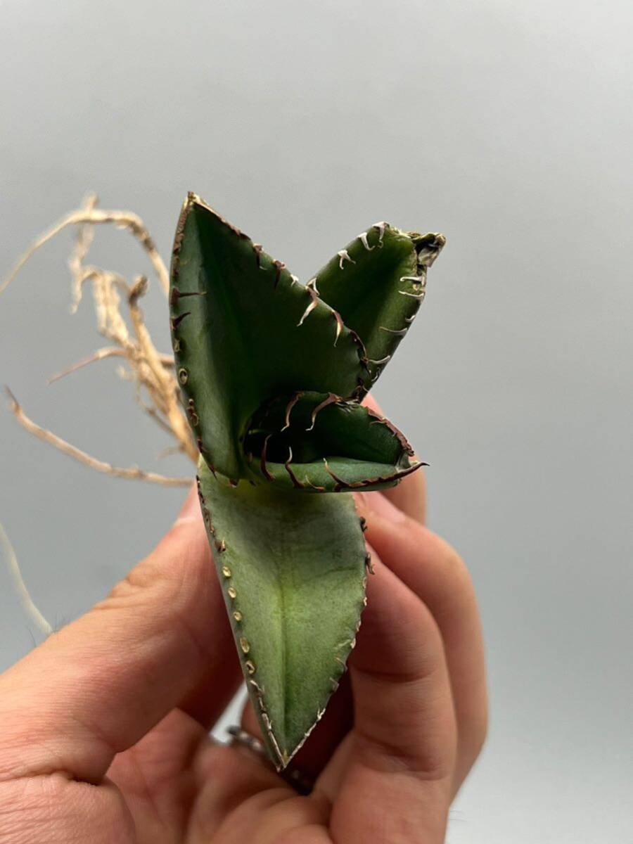 土犬楽園 多肉植物　【特選】　アガベ　agave titanota チタノタ『パンサー』　10株セート1_画像5