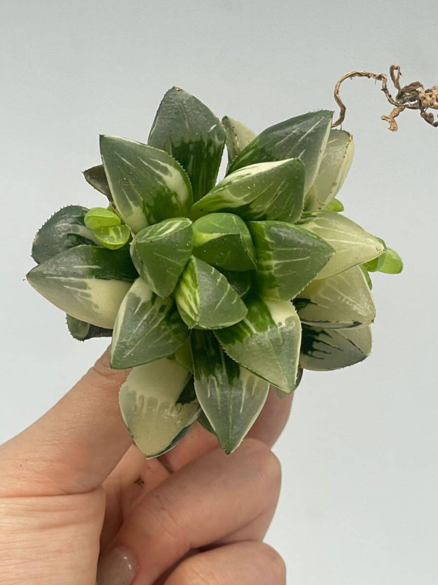 ハオルチア　姫美人錦　Haworthia 3_画像5