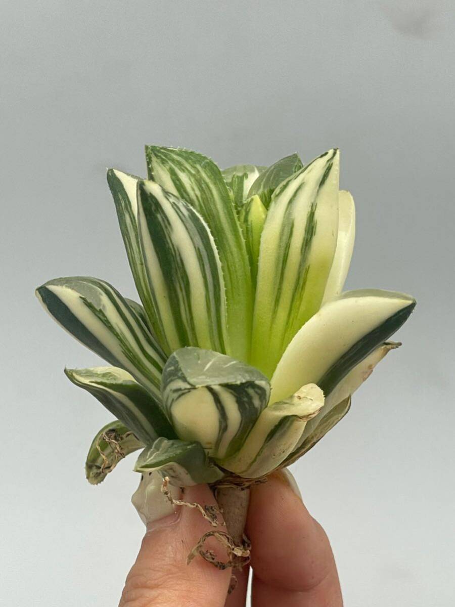 ハオルチア　姫美人錦　Haworthia 4_画像2