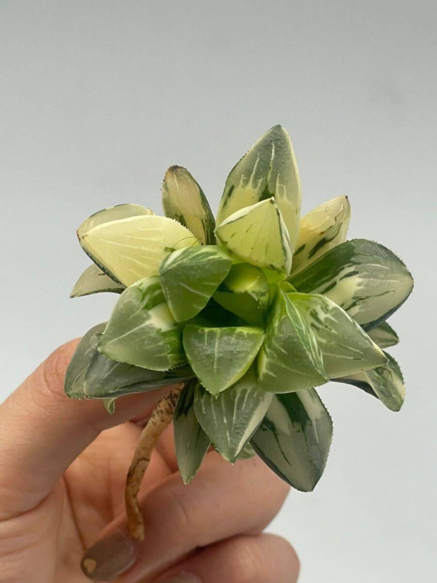 ハオルチア　姫美人錦　Haworthia 4_画像5