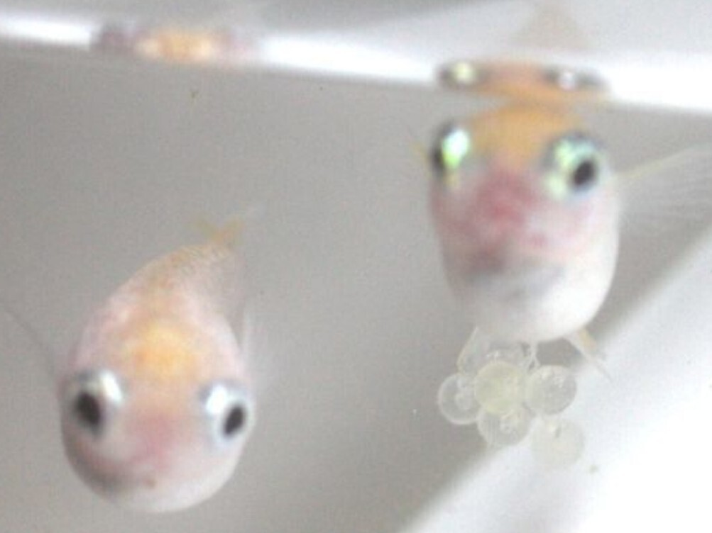 癒やし系★目前ホワイトより生まれた稚魚10匹(10mm)★ポニョ 可愛い ダルマ めだか メダカ_画像2