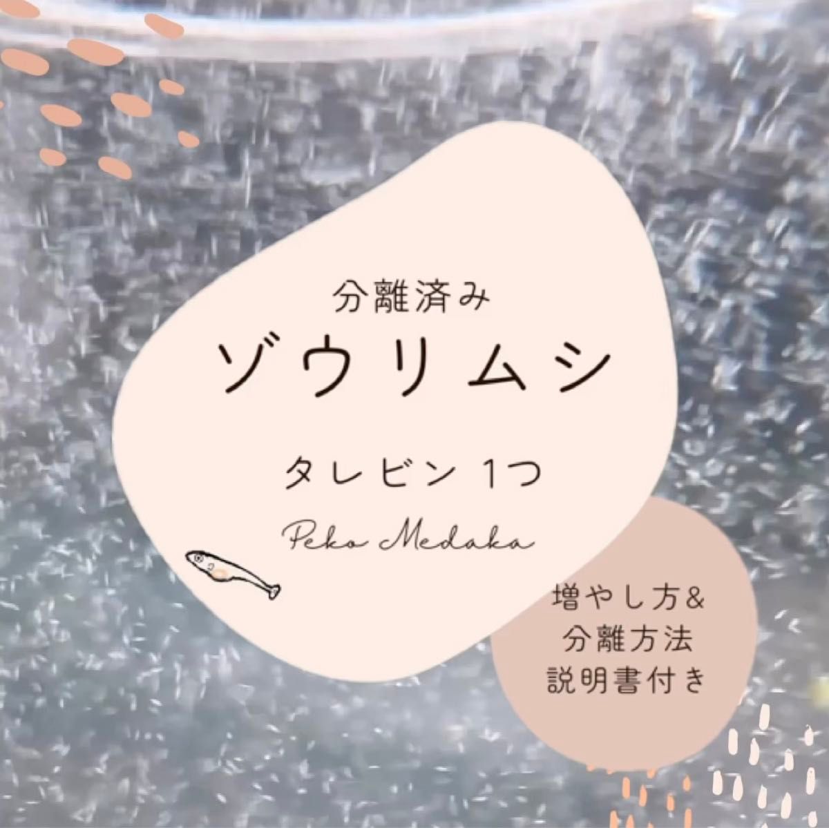 メダカの針子飼育に！ 分離済みゾウリムシ タレビン1つ分まとめ売りできます。